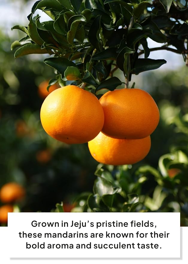 Korean Food JEKISS Jeju Tangerine Tarte (7.90oz, 8ea) from Jeju Island, Korean Dessert, Korean Snack, gift from Korea, Individually packed