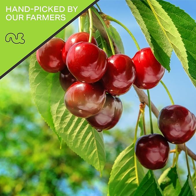 NUT CRAVINGS - Sun Dried Sour Tart Cherries, Lightly Sweetened (6oz, 1 Pack) Bulk Dry Fruits Packed Fresh in Resealable Bag - Sweet Healthy Snack, Naturally Grown, Vegan, Kosher