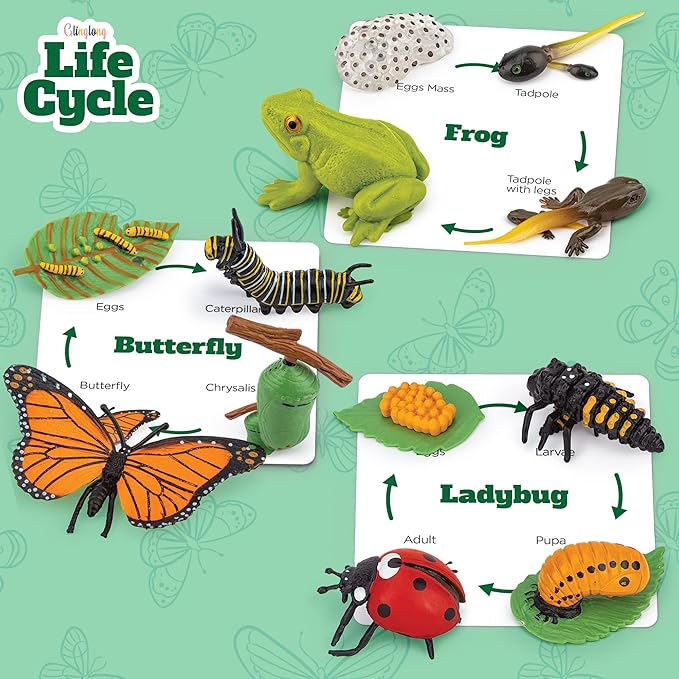 Life Cycle Animal Kit - 12-Piece Montessori Science Toy with Frog, Ladybug & Butterfly Figures. Matching Game & Educational Gift for Kids Ages 3 4 5 6 7 8