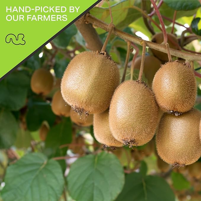 NUT CRAVINGS - Sun Dried Kiwi Slices, Lightly Sweetened (16oz, 1 LB) Bulk Dry Fruits Packed Fresh in Resealable Bag - Sweet Healthy Snack, Naturally Grown, Vegan, Kosher